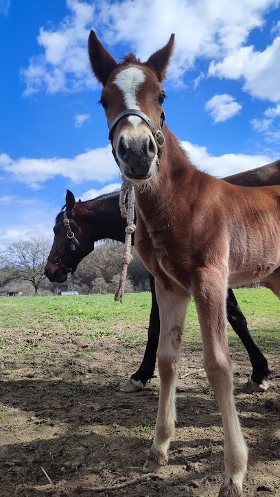 Ecurie Equiterra de la Ribiére, Pension pour Chevaux à Chambon-sur-Voueize