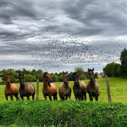 Ecuries Pierre-yves BOURDON, Pension pour Chevaux à Chevagny-les-Chevrières