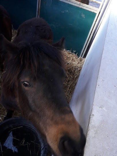 ECURIE DU LAC, Centre Equestres à Retschwiller