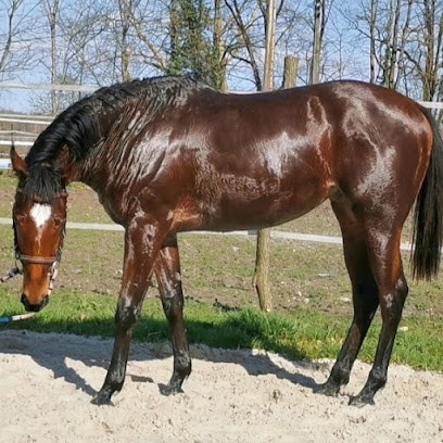 Les Ecuries Hinnedy, Centre Equestres à Saint-Cricq-du-Gave