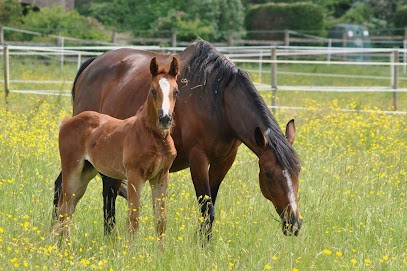 Centre Équestre Ecurie D'idoine, Centre Equestres aux Croûtes
