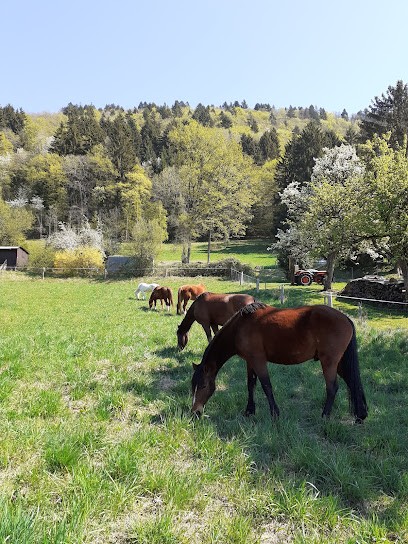 Écurie Les Chênes, Pension pour Chevaux à Saint-Cergues