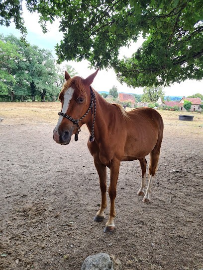 Ferme Équestre de Margnot, Centre Equestres à Saint-Marc-à-Frongier