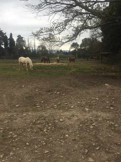 Les Ecuries de Provence, Pension pour Chevaux à Mollégès