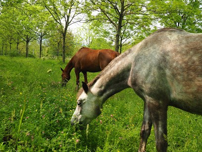 Rando Horse Riding, Centre Equestres à Creysse