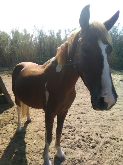 DOMAINE DES DEUX TOURS, Centre Equestres à Elne