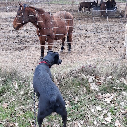 Equicentre De La Vallée Noble, Centre Equestres à Soultzmatt