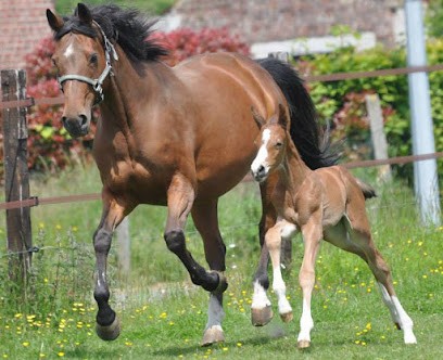 Ecurie des Bruyères, Pension pour Chevaux à Bruille-Saint-Amand