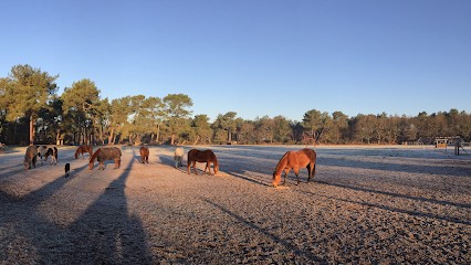 Alanna Hulsman - Equitation Western, Centre Equestres à Saint-Marcel