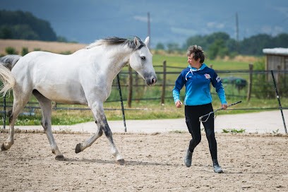 Bmv Dressage Ecole Equitation Dada Cool, Centre Equestres à Palise