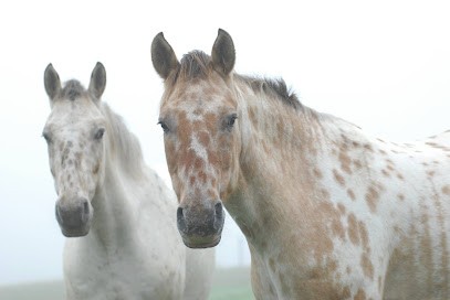 Equivolt, Centre Equestres à Manciet
