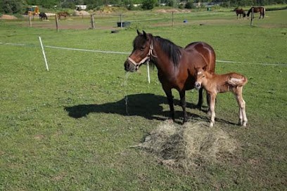 Pari Gagné - Team Pari's, Pension pour Chevaux à Saint-Georges-de-Reneins