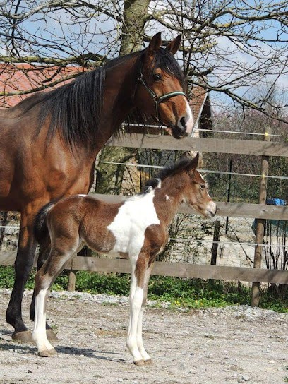 LA FERME DES AS, Centre Equestres à Saulnot
