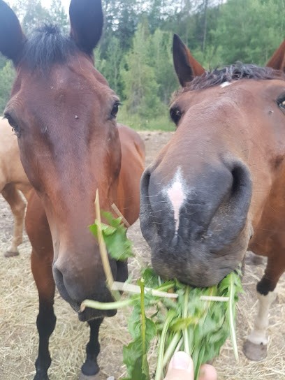 Ranch Du Penas, Centre Equestres à Réallon