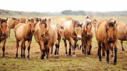 Spaces Equestres Henson, Centre Equestres à Saint-Quentin-en-Tourmont