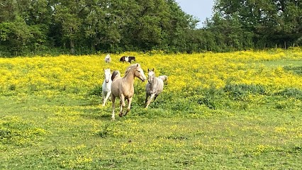 Écurie Castel, Pension pour Chevaux à Château-Guibert