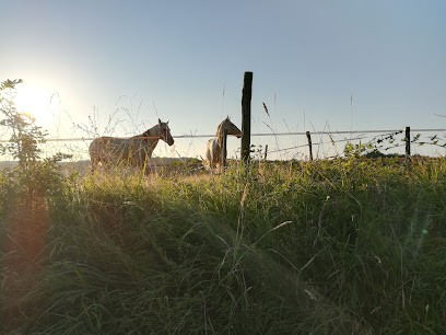 Les Ecuries De Loulé, Pension pour Chevaux à Cuq