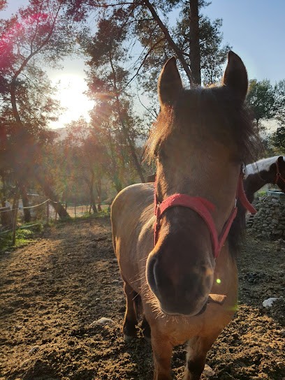 Friends of Lou Recampado, Centre Equestres à Mouans-Sartoux