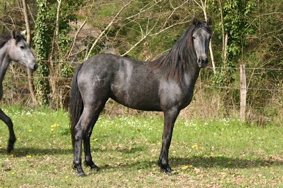 Elevage jabot, Pension pour Chevaux à La Celle