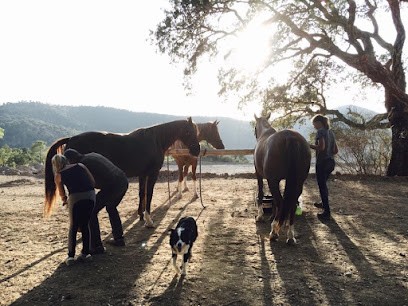RANCH DU REVEST, Pension pour Chevaux à Sainte-Maxime
