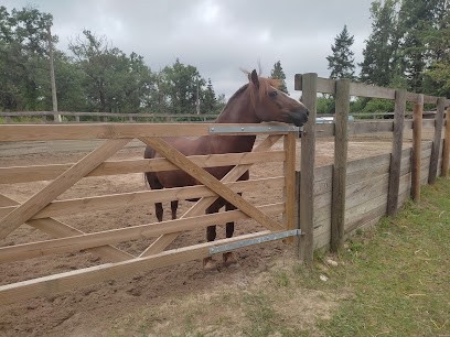 Elevage Des Blanchins, Centre Equestres à Vouzon