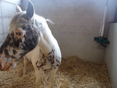 Écurie De La Condamine, Pension pour Chevaux à Ludesse