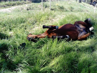 Écurie LAGDY - 26230, Pension pour Chevaux à Roussas