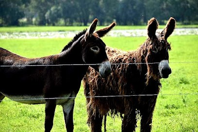 Ecurie de la lie, Pension pour Chevaux à Saint-Didier-sur-Chalaronne
