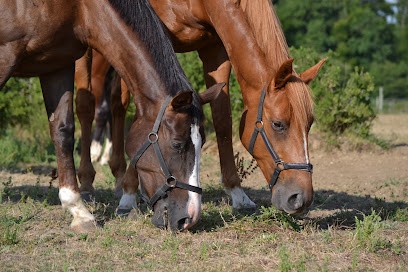 Haras Maguise, Centre Equestres à Sainte-Gemme