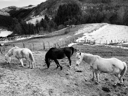 Ranch La Montagne Sauvage, Pension pour Chevaux à Saint-Martin-de-Valamas