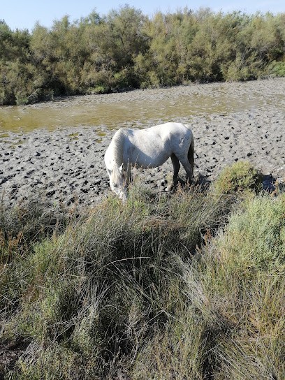 Hut Daladel - Promenade À Cheval, Centre Equestres à Vauvert