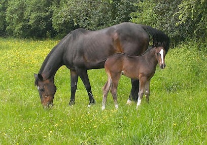 Chevaux d'ambias, Centre Equestres à Paulinet