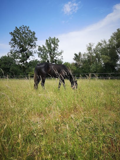 Ecurie Du Pont De L'Etang, Centre Equestres à Saint-Philbert-du-Peuple