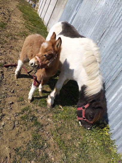 Poney Club De La Porte D'alsace Centre Équestre à Valdieu-Lutran