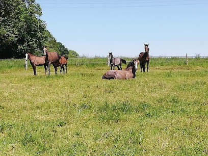 Ecurie Jean Baptiste Helleux Elevage de Passillé, Pension pour Chevaux à Parigné