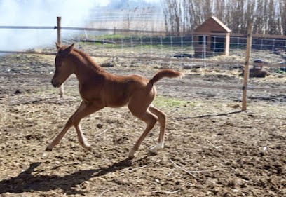Neverland Arabians, Pension pour Chevaux à Marsillargues