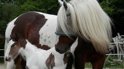 La crinière au vent, Pension pour Chevaux à La Regrippière