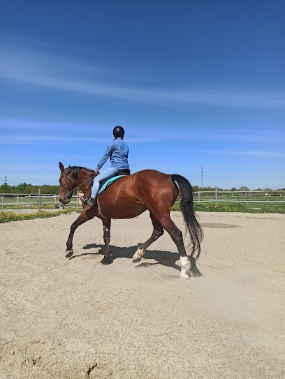 Écurie GAPTEAU Pauline - EQUID' & SENS' - Équithérapie Et Médiation Animale, Centre Equestres à La Ville-Dieu-du-Temple