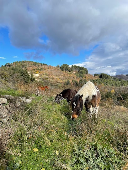 Les Cavaliers D'Artémis, Centre Equestres à Saint-Andéol-de-Vals