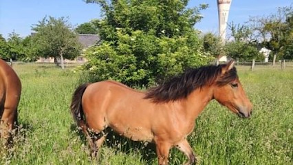 Equestrian Center De Rougemontiers, Centre Equestres à Rougemontiers