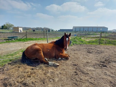PONEY CLUB DES PETITES ECURIES, Centre Equestres à Tonnay-Charente