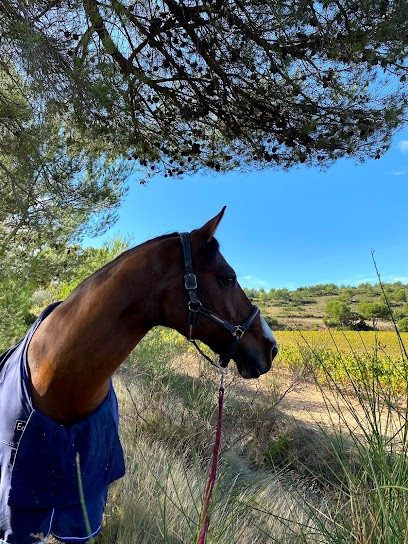 Ecurie L'Isabelle, Pension pour Chevaux à Ventabren