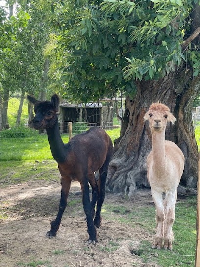 Le P'tit Ranch, Centre Equestres à Pisieu