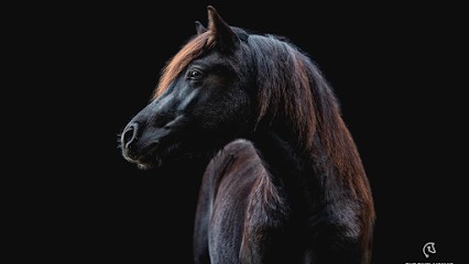 DOMAINE DE LA PETITE ITALIE, Pension pour Chevaux à Chambon
