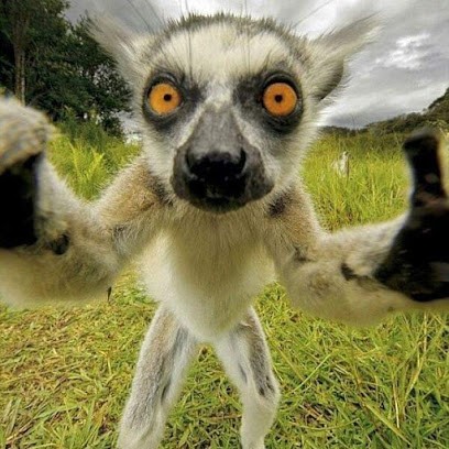 Écurie Sainte Gemme, Pension pour Chevaux à Bajamont