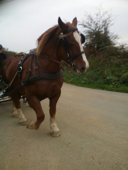 Attelages De Rozellig, Centre Equestres à Pleyben