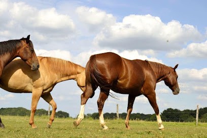 Pearl Horse Ranch, Pension pour Chevaux à Saulxures