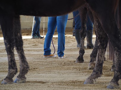 Les Ecuries De Messey, Centre Equestres à Messey-sur-Grosne