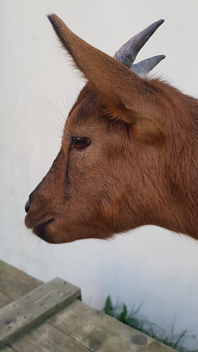 Poney Club Du Blaton, Centre Equestres à Linselles