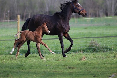 Elevage Des Baïsses - Élevage De Chevaux De Dressage 77, Centre Equestres à Salins
